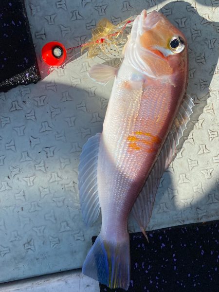 あみや渡船 JIGBOY 釣果