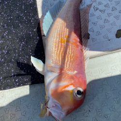 あみや渡船 JIGBOY 釣果