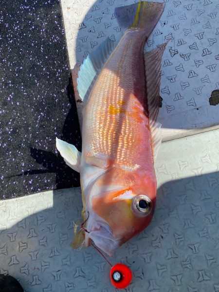 あみや渡船 JIGBOY 釣果