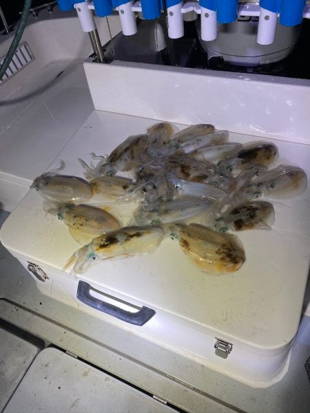 Monster Rush! 釣果