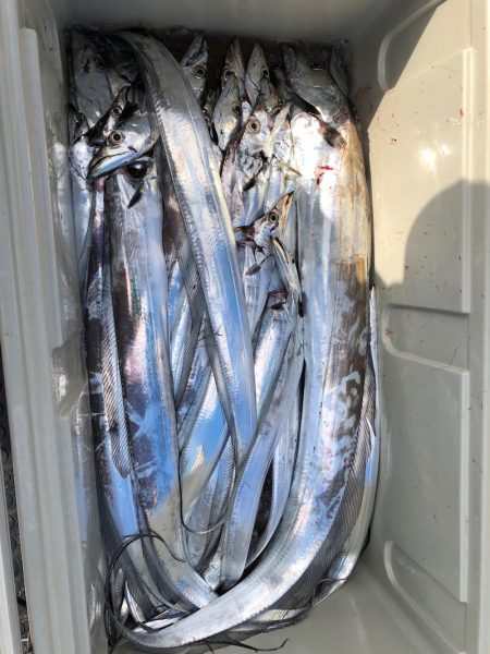 フィッシング　キッタカ 釣果