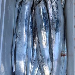 フィッシング　キッタカ 釣果