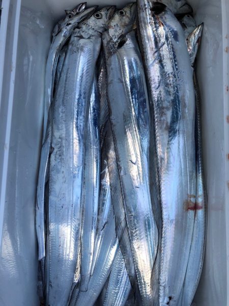 フィッシング　キッタカ 釣果