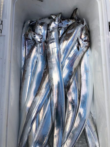 フィッシング　キッタカ 釣果