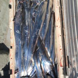 フィッシング　キッタカ 釣果