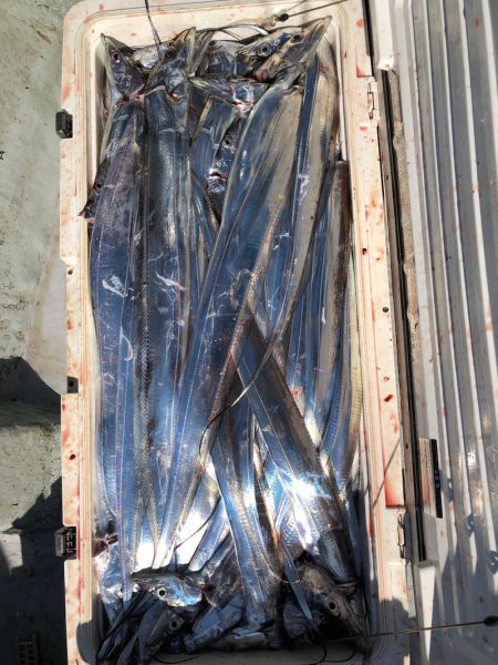 フィッシング　キッタカ 釣果