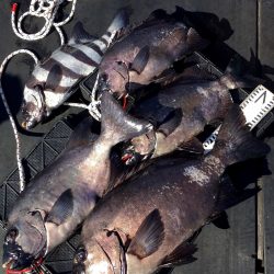 渡船屋たにぐち 釣果