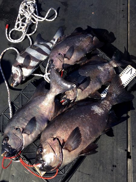 渡船屋たにぐち 釣果