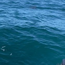 「LaGooN」蒼陽丸 日和号 釣果