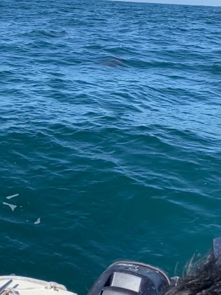 「LaGooN」蒼陽丸 日和号 釣果