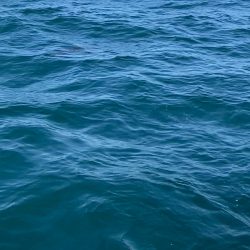 「LaGooN」蒼陽丸 日和号 釣果