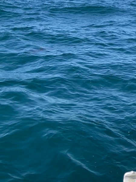 「LaGooN」蒼陽丸 日和号 釣果