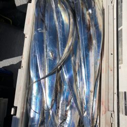 フィッシング　キッタカ 釣果