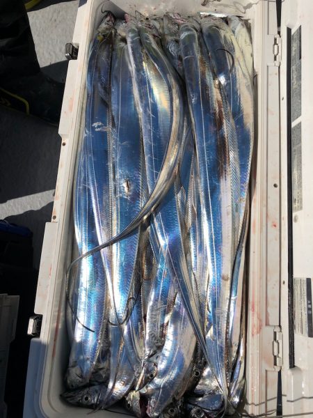 フィッシング　キッタカ 釣果