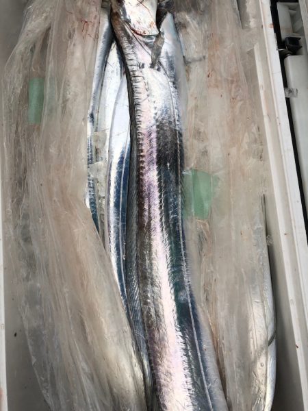 フィッシング　キッタカ 釣果