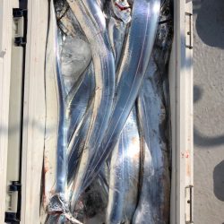 フィッシング キッタカ 釣果