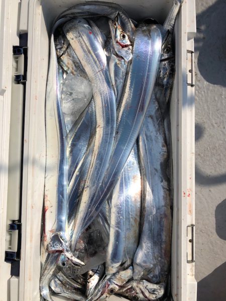 フィッシング キッタカ 釣果