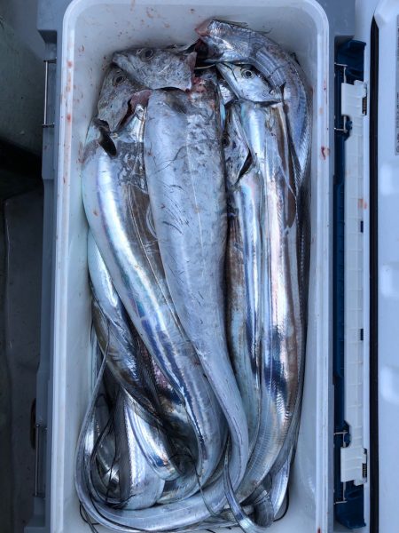 フィッシング キッタカ 釣果