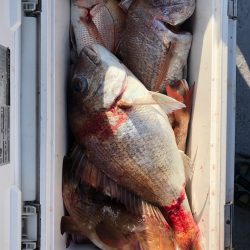 フィッシング キッタカ 釣果