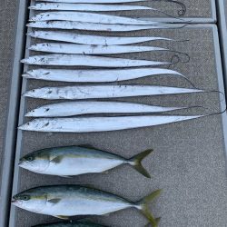 SeaRide(シーライド) 釣果