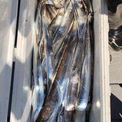 フィッシング　キッタカ 釣果