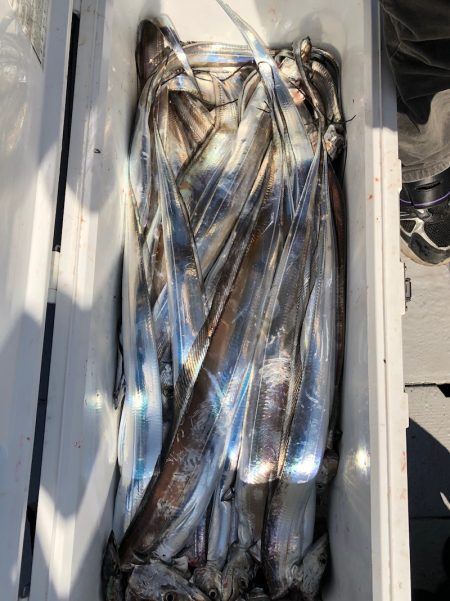 フィッシング　キッタカ 釣果