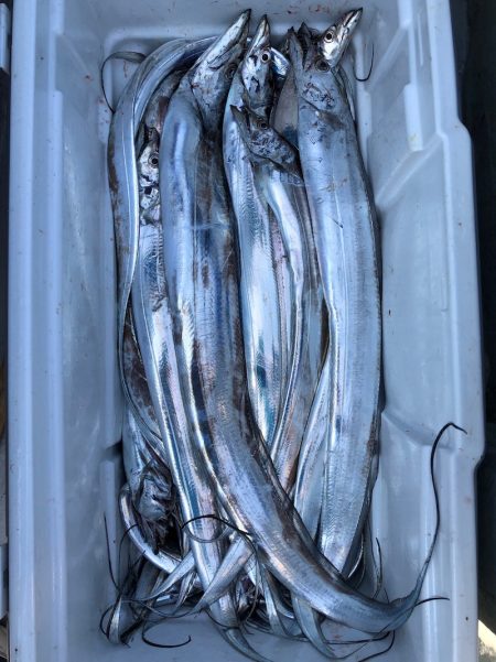 フィッシング キッタカ 釣果