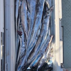 フィッシング キッタカ 釣果