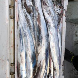 フィッシング　キッタカ 釣果