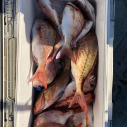 フィッシング キッタカ 釣果