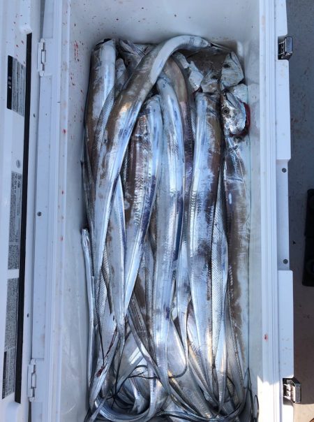 フィッシング キッタカ 釣果