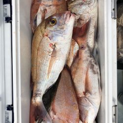 フィッシング キッタカ 釣果