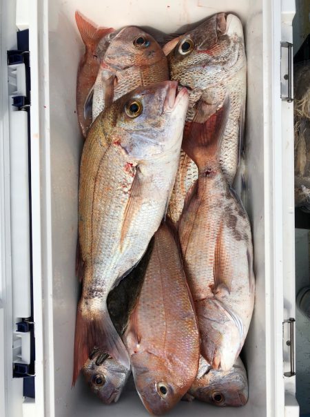 フィッシング キッタカ 釣果