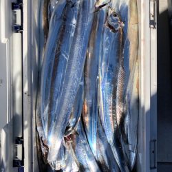 フィッシング　キッタカ 釣果