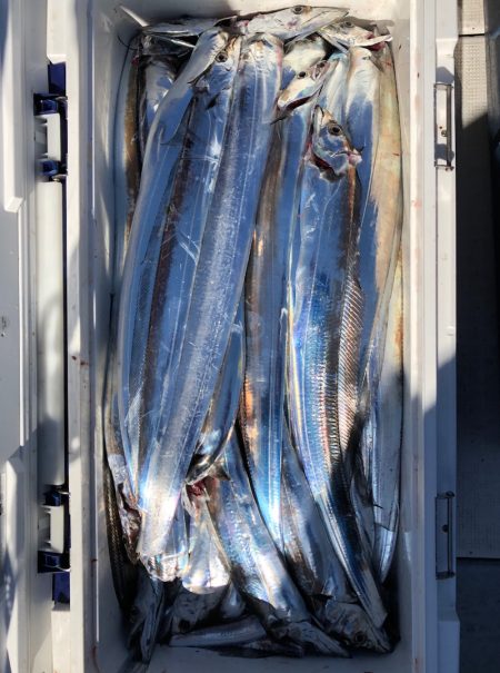 フィッシング　キッタカ 釣果