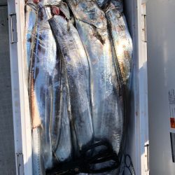 フィッシング キッタカ 釣果