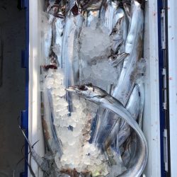 フィッシング キッタカ 釣果