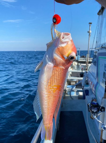 あみや渡船 JIGBOY 釣果