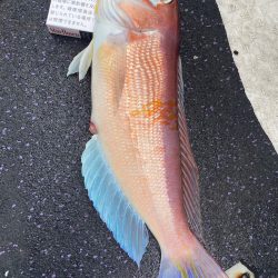 あみや渡船 JIGBOY 釣果