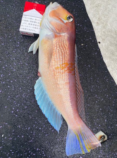 あみや渡船 JIGBOY 釣果