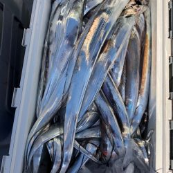 フィッシング　キッタカ 釣果