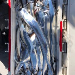 フィッシング　キッタカ 釣果