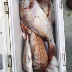 フィッシング キッタカ 釣果