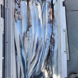 フィッシング キッタカ 釣果