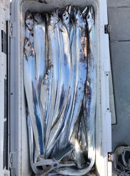 フィッシング キッタカ 釣果