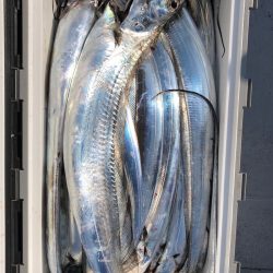 フィッシング キッタカ 釣果