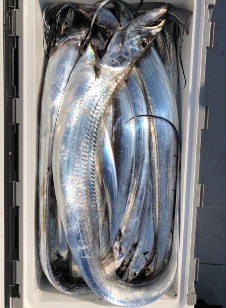 フィッシング キッタカ 釣果