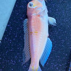 あみや渡船 JIGBOY 釣果