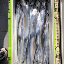 フィッシング　キッタカ 釣果