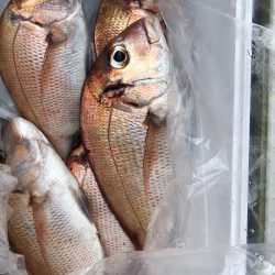 フィッシング キッタカ 釣果